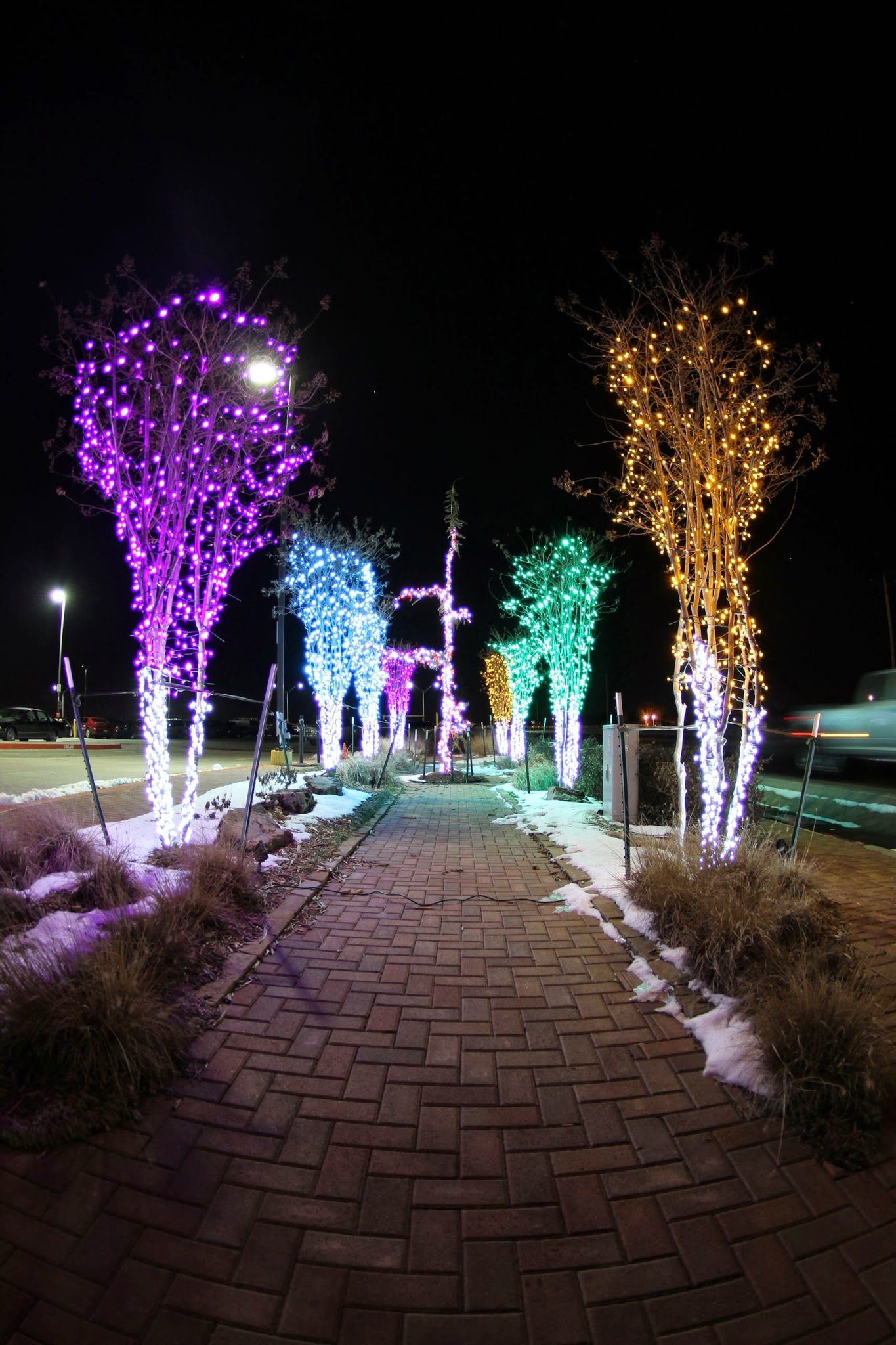 A walkway lined with trees wrapped in purple, blue, green and gold lights